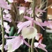 see more listings in the Dendrobium section