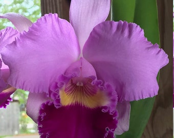 Cattleya Orchid (Blc. Pamela Finney 'Calf')