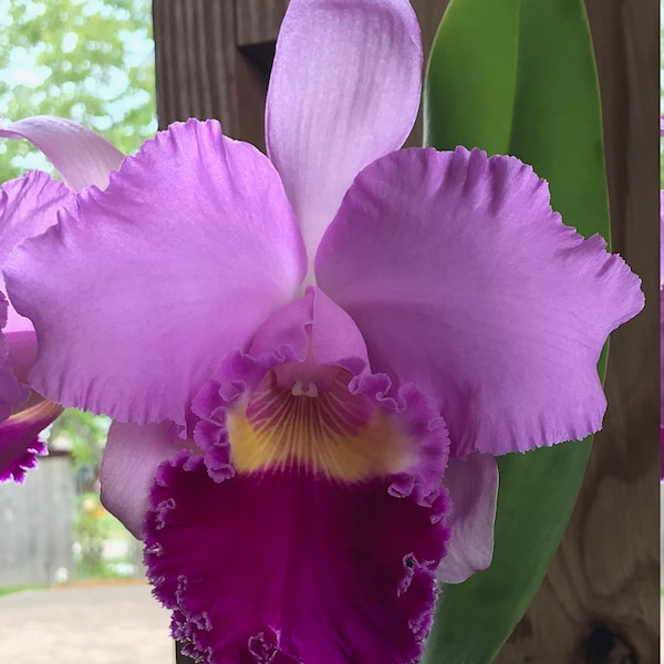 Cattleya Orchid (Blc. Pamela Finney 'Calf')