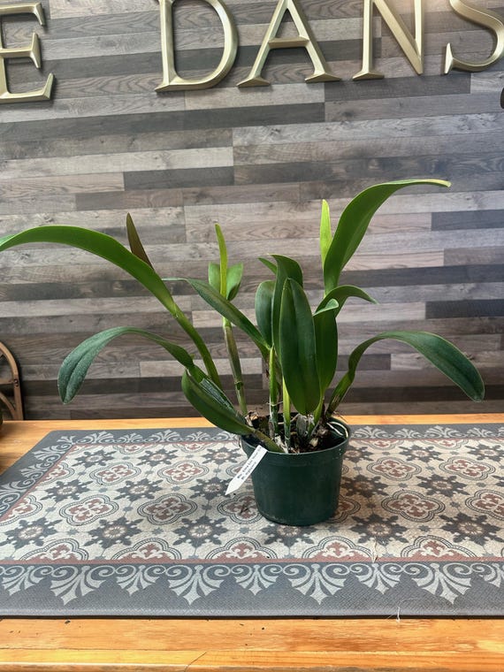 Rlc. Chia Lin 'new City' X R. Digbyana - Etsy