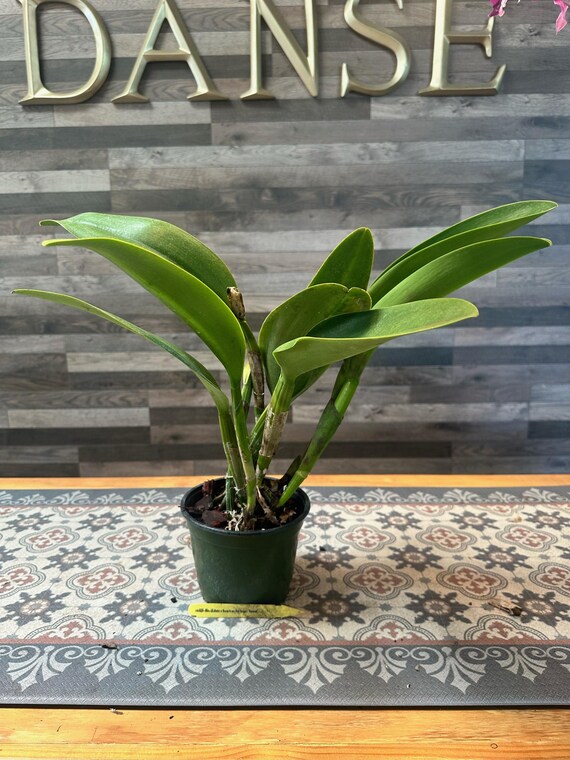 Blc.(edisto X American Heritage) 'hawaii' - Etsy Blc.(edisto X American Heritage) 'hawaii' - Etsy