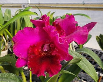 Cattleya Orchid BLC sanyung ruby 'Da Won'