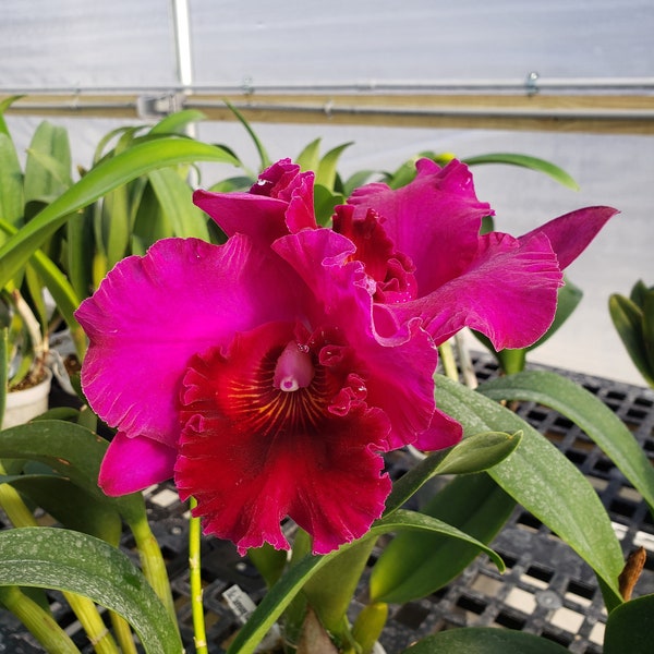 Cattleya Orchid BLC sanyung ruby 'Da Won'