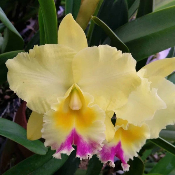 Cattleya Orchid  - Rlc Memoria Floyd Irvin Bachrach  'Hsinying'  Beautiful  & healthy plants available!