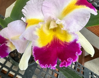 C. Platinum Sun 'Patchara Fancy'