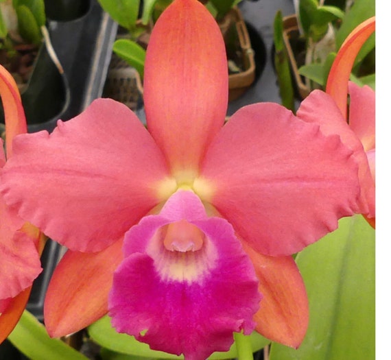 Rlc.aka's Art 'volcano Queen' - Etsy