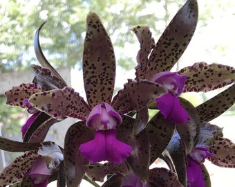 Cattleya Tigrina 'SanBar Giant' FCC/AOS