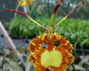 Oncidium Mendenhal 'Hildos' (Physcopsis) FCC/AOS