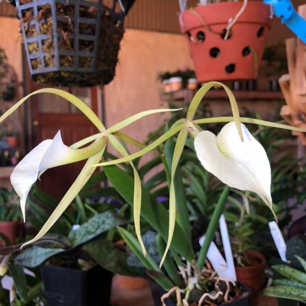 Brassavola Orchid (Brassavola Nodosa 'Little Stars')