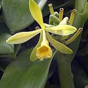 Vanilla Orchid (Vanilla Planifolia) Rooted and Happy!