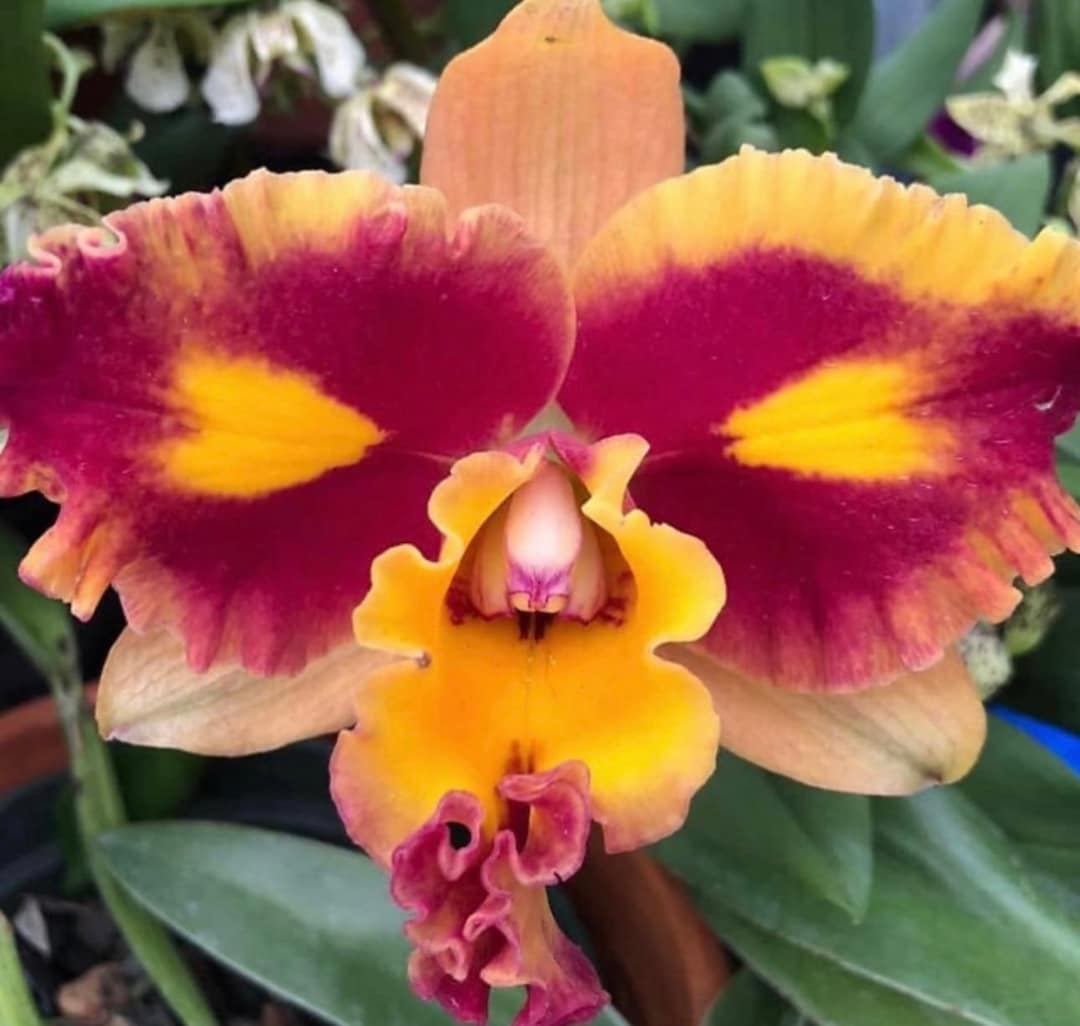 Rlc. Rungnapha Fancy#3 'warm Welcome' - Etsy