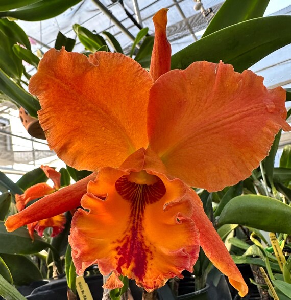 Blc.(edisto X American Heritage) 'hawaii' - Etsy Blc.(edisto X American Heritage) 'hawaii' - Etsy