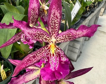 Bllra. Marfitch 'Howard's Dream' AM/AOS