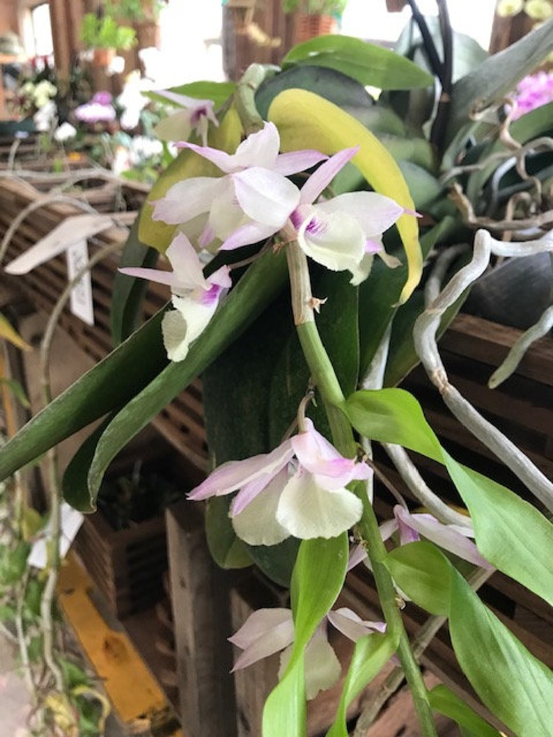 Dendrobium aphyllum 4 inch pot. This is a Decidious Orchid This is a fragrant orchid is a must have for your collection.. image 2