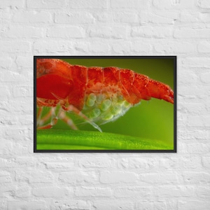 Photography print, aquarium gift, aquascaping, cherry shrimp, berried shrimp, neocaridina, planted tank, shrimp tank, aquatic plants, art