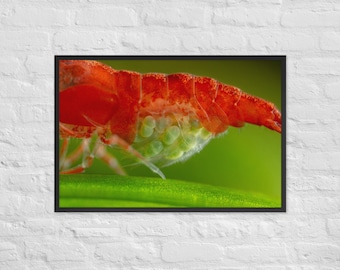 Photography print, aquarium gift, aquascaping, cherry shrimp, berried shrimp, neocaridina, planted tank, shrimp tank, aquatic plants, art