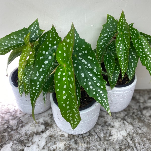 AngelWing BEGONIA -- Pink Flowers, Hard to find, fast growing, lovely Polka Dots on Bright Green foliage