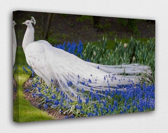 White Peacock Painting Etsy