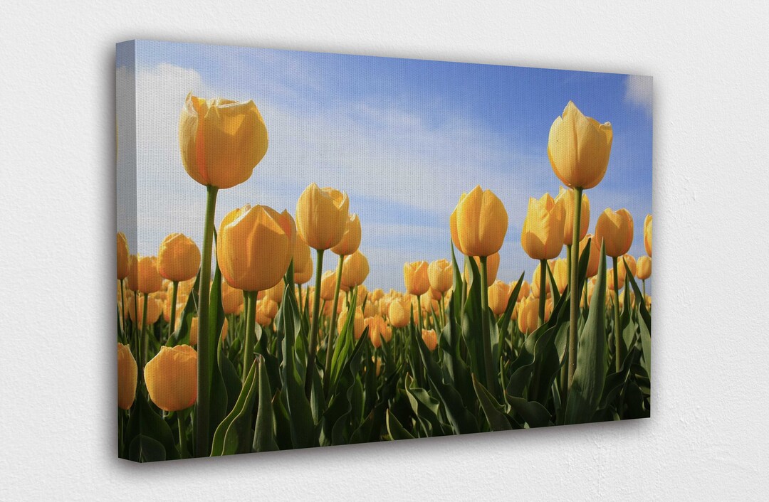 Nature Flowers Yellow Tulip Canvas Wall Art Design Poster Print Decor