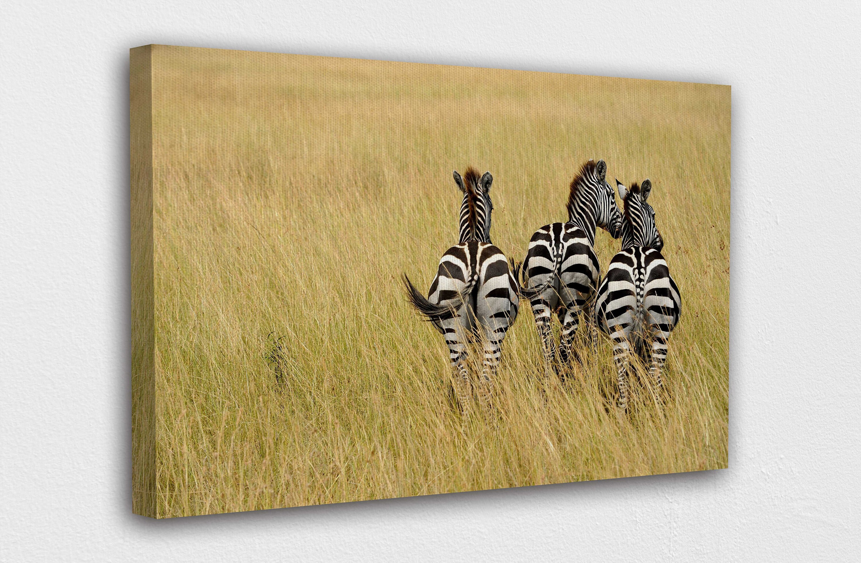 Wildlife Zebra in Grass Canvas Wall Art Design Poster Print Etsy
