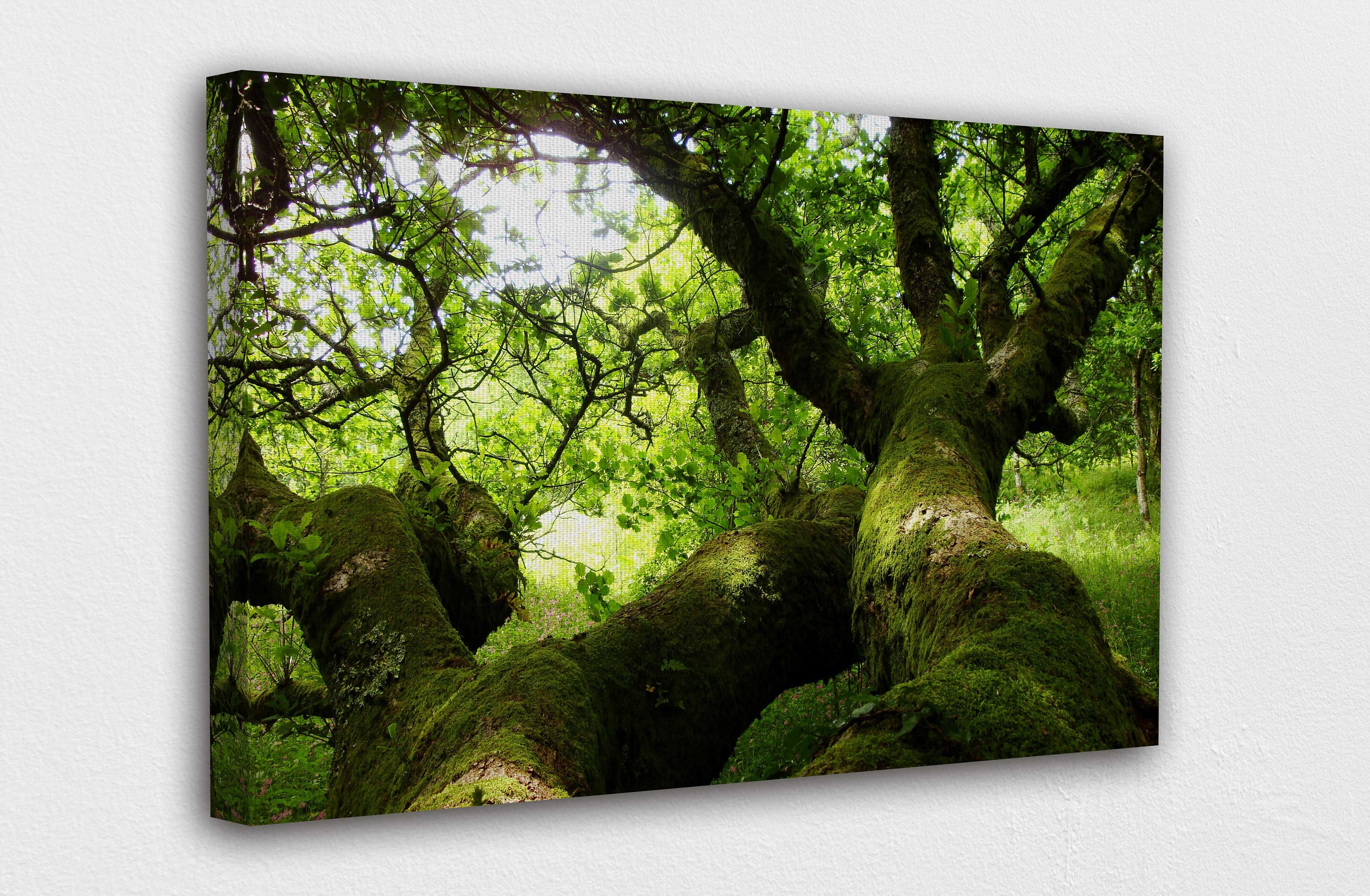 Lovely Oak Tree Canvas Wall Art Design Poster Print Decor Etsy