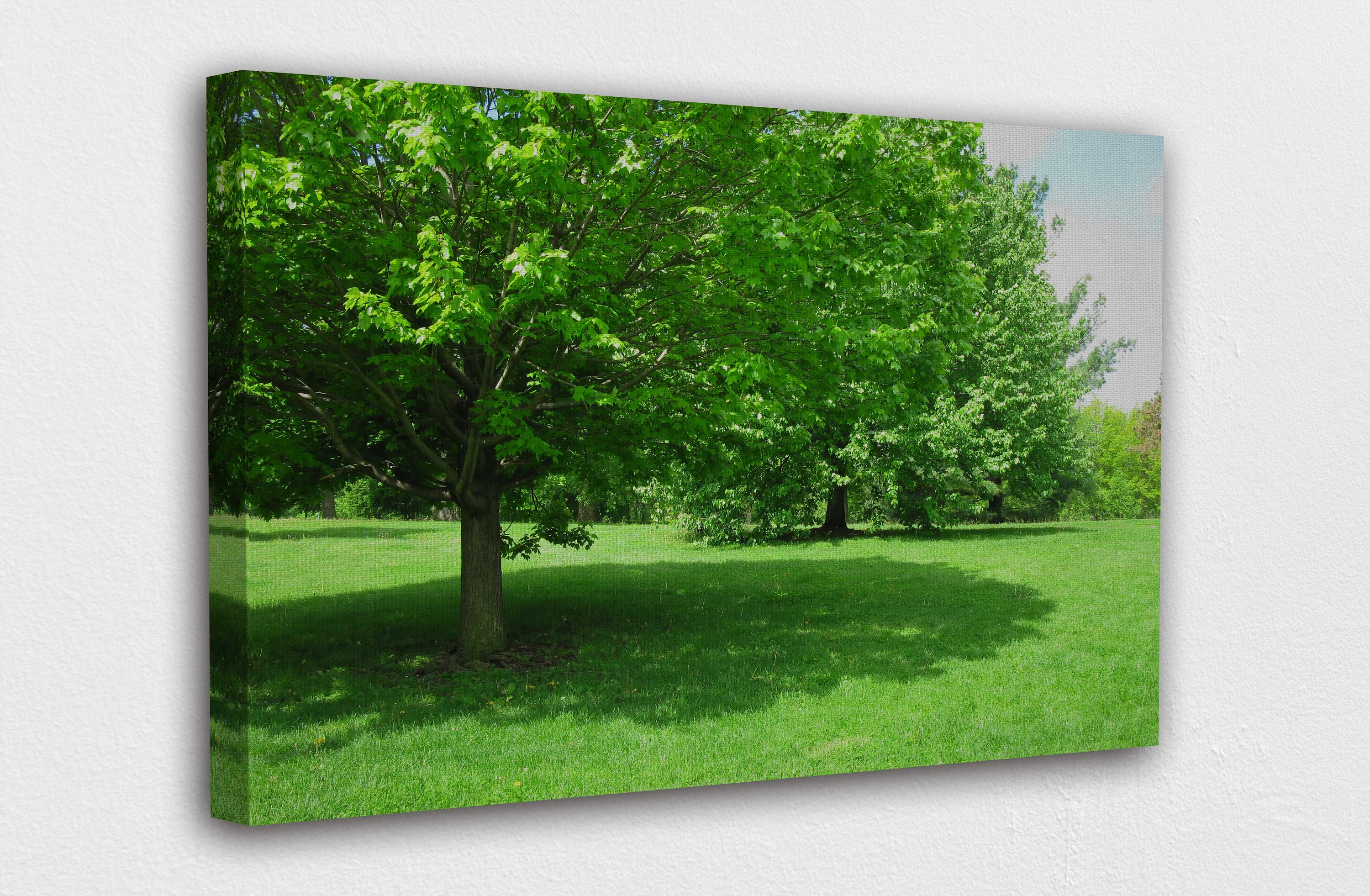 Evergreen Shade Tree Canvas Wall Art Design Poster Print Etsy