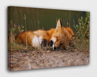 Sleeping fox Canvas Wall Art Design |Poster Print Decor for Home & Office Decoration I POSTER or CANVAS READY to Hang