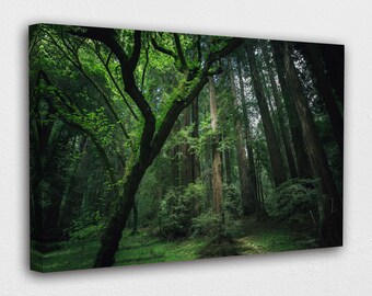 Tall Forest Trees Canvas Wall Art 
