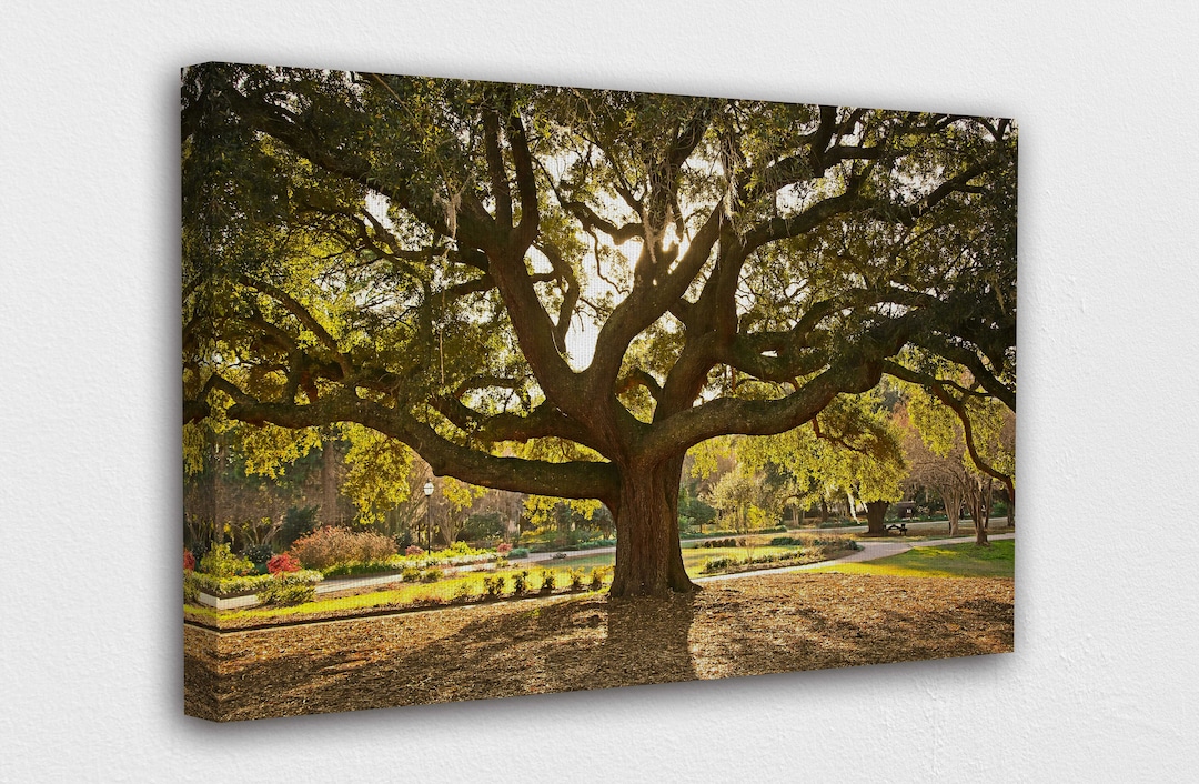 Old Oak Tree Canvas Wall Art Design Poster Print Decor for Etsy