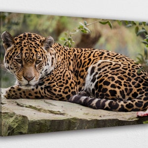 Jaguar in a big Rock Canvas Wall Art Design | Poster Print Decor for Home & Office Decoration I POSTER or CANVAS READY to Hang