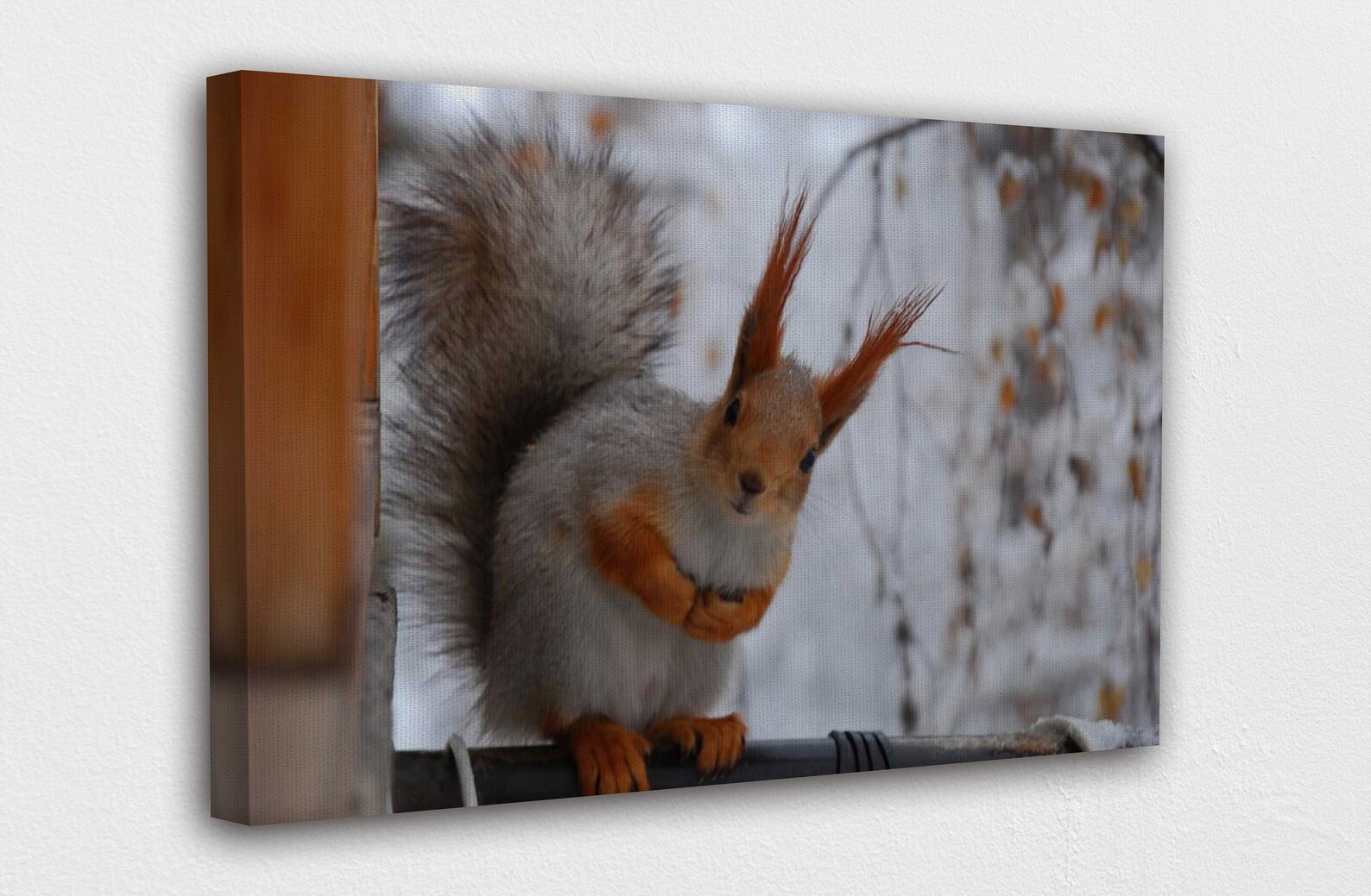 Süße Eichhörnchen w getuftete Ohren Leinwand Wand Kunst Design | Etsy