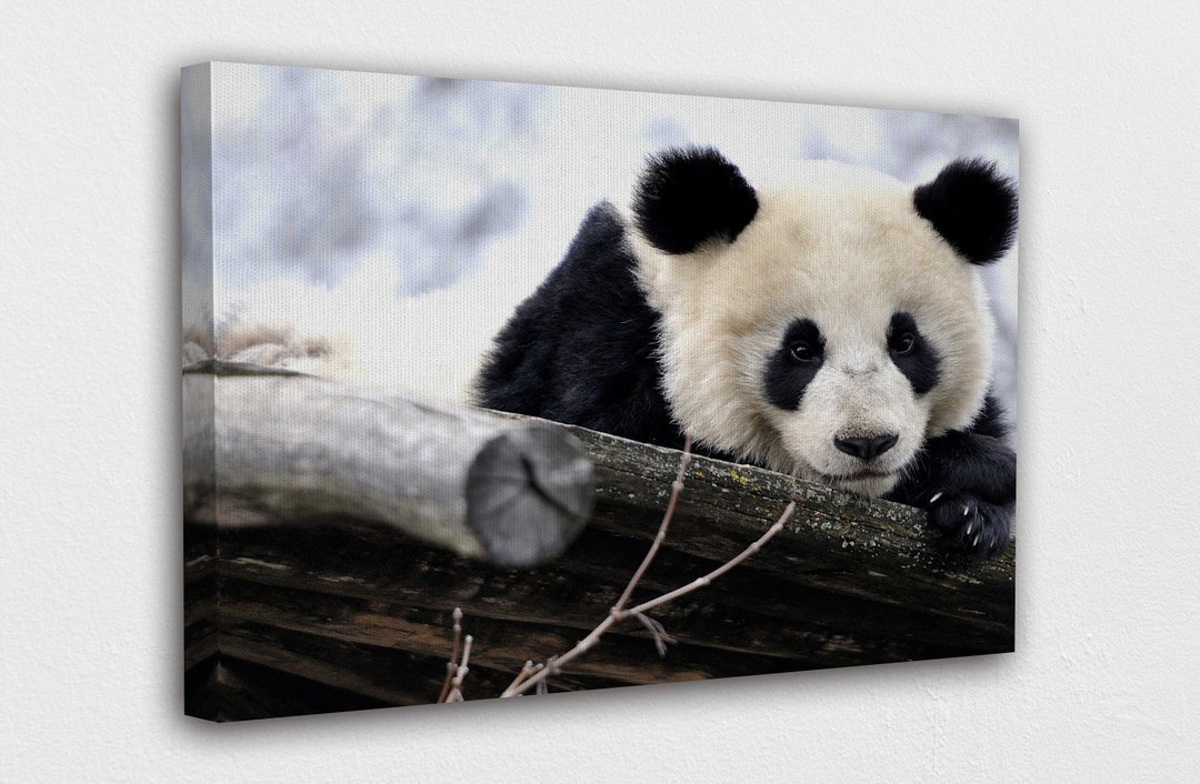 Panda Bears Cute Animals Canvas Wall Art Design | Poster Print Decor ...