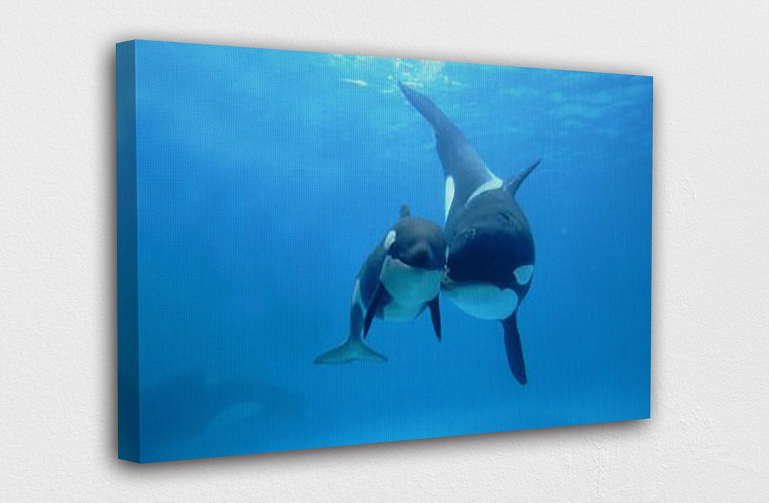 Mother and Baby Killer Whale Canvas Wall Art Design Poster Print Decor ...