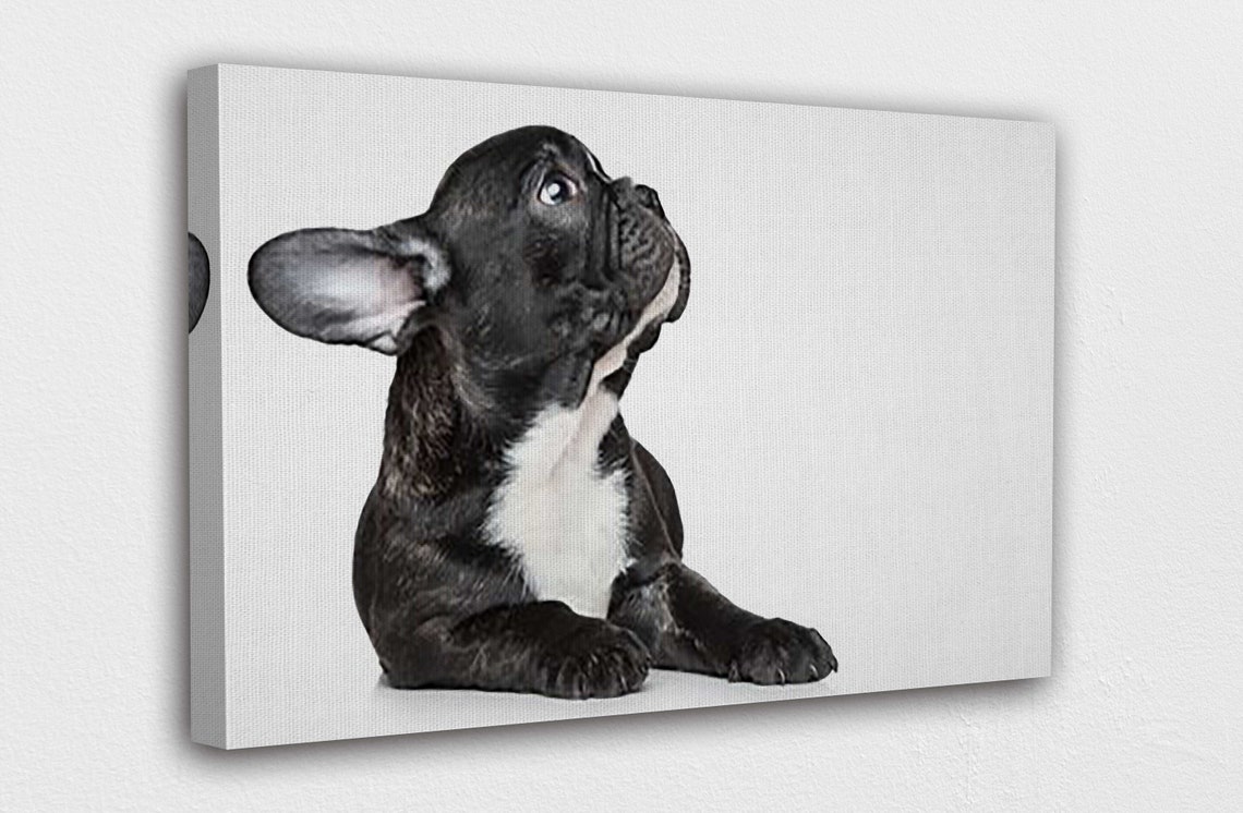 French Bulldog Black Canvas Wall Art Design Poster Print | Etsy UK