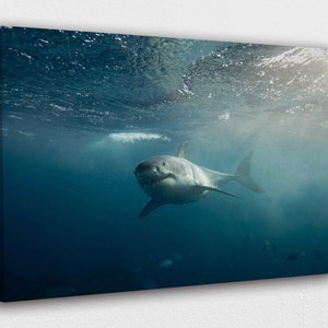 Great White Shark underwater Canvas Wall Art Design | Poster Print Decor for Home & Office Decoration I POSTER or CANVAS READY to Hang