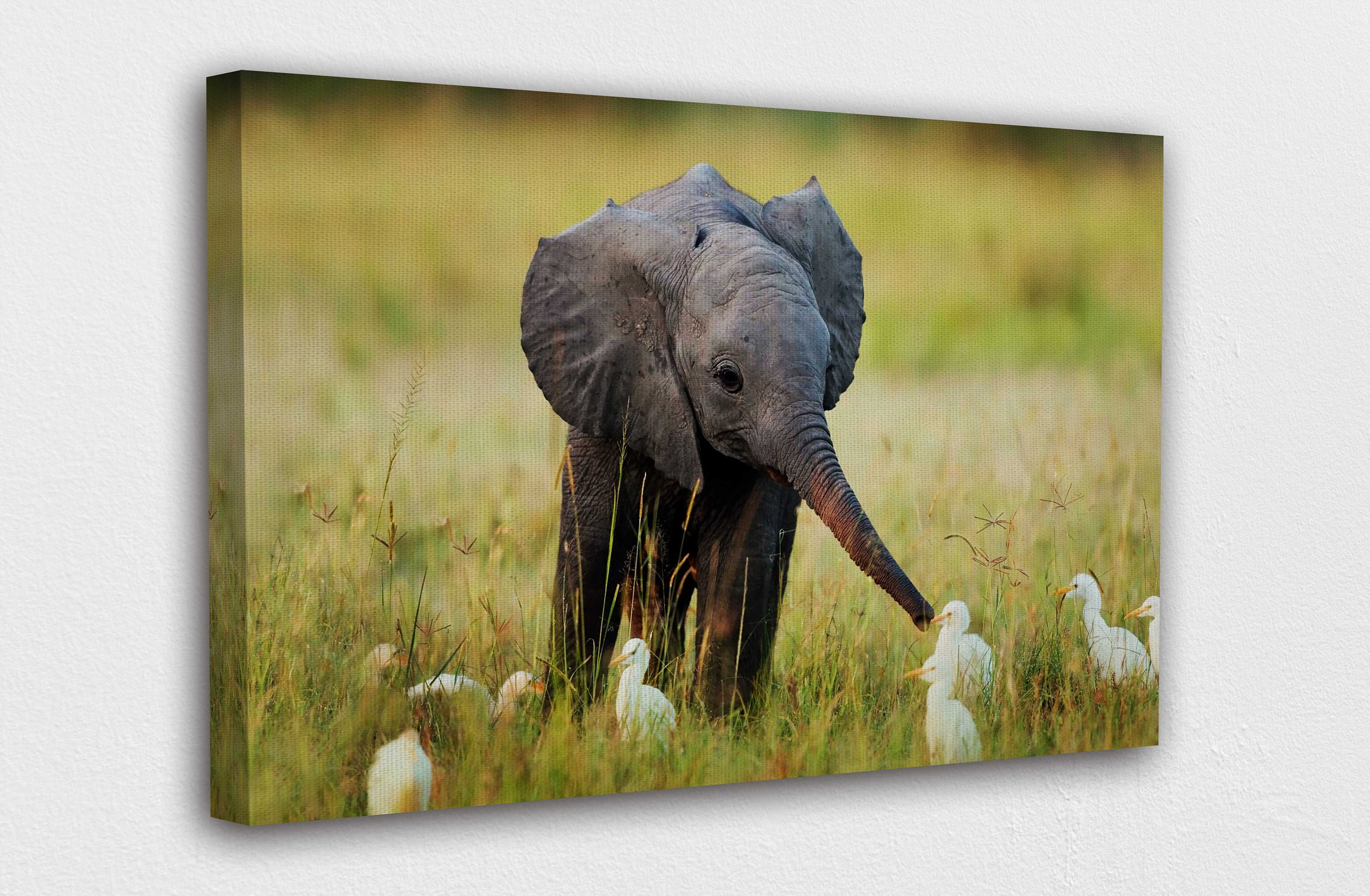 Baby Elephant Playing W Baby Birds Canvas Wall Art Design Etsy