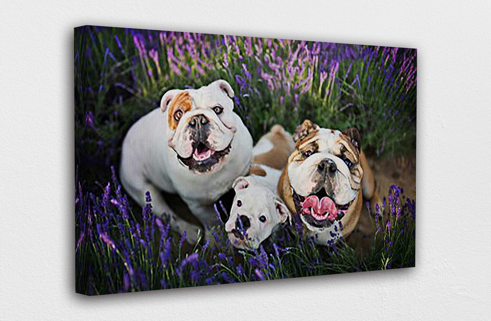Closed up English bulldogs Canvas Wall Art Design Poster Etsy