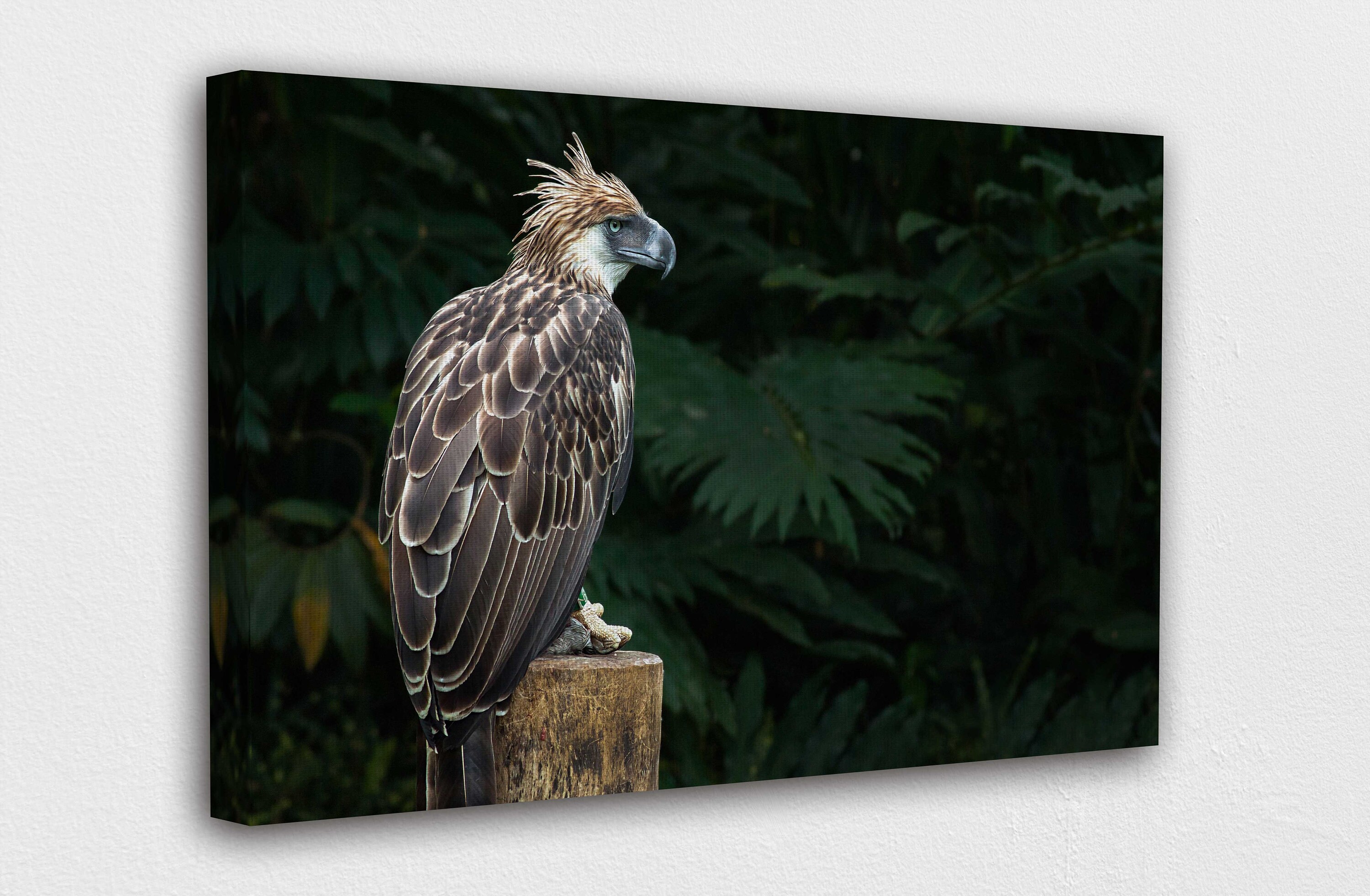 Beautiful Bald Eagle Canvas Wall Art Design Poster Print Etsy