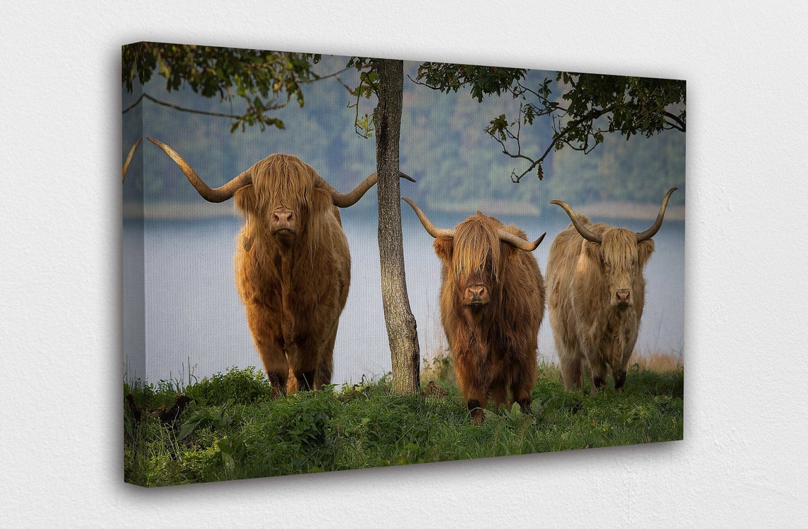 Royal Highland Cattle Canvas Wall Art Design Poster Print Etsy UK