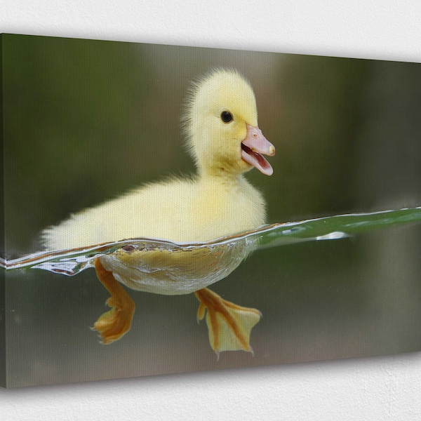 Cute Little Duck Swimming in Water Canvas Wall Art Design | Poster Print Decor for Home & Office Decoration I POSTER or CANVAS READY to Hang