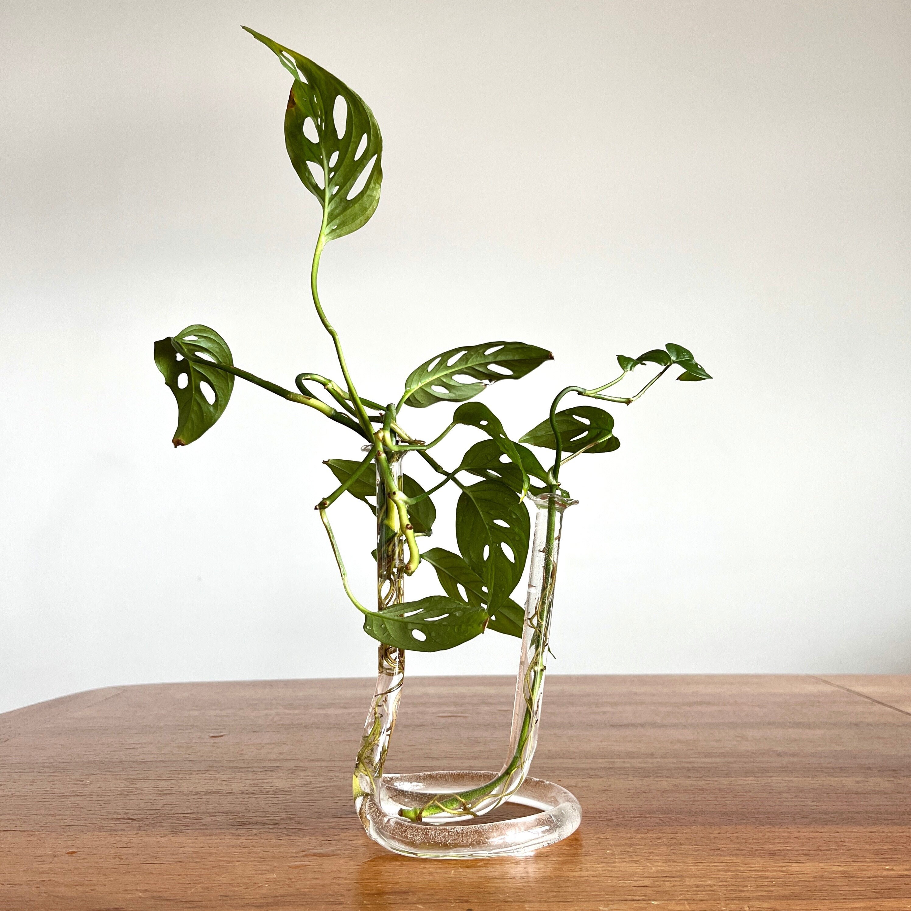 Vintage Glass Test Tube Bud Vase Propagate Propagation Etsy