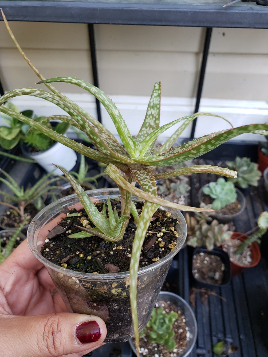Aloe Plant with babies Established. Shipped in 3.5 pot. Etsy