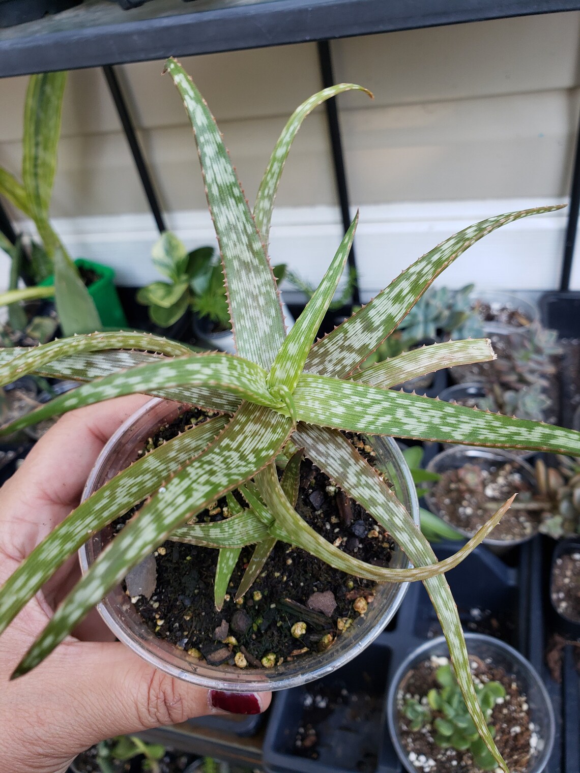 Aloe Plant with babies Established. Shipped in 3.5 pot. Etsy
