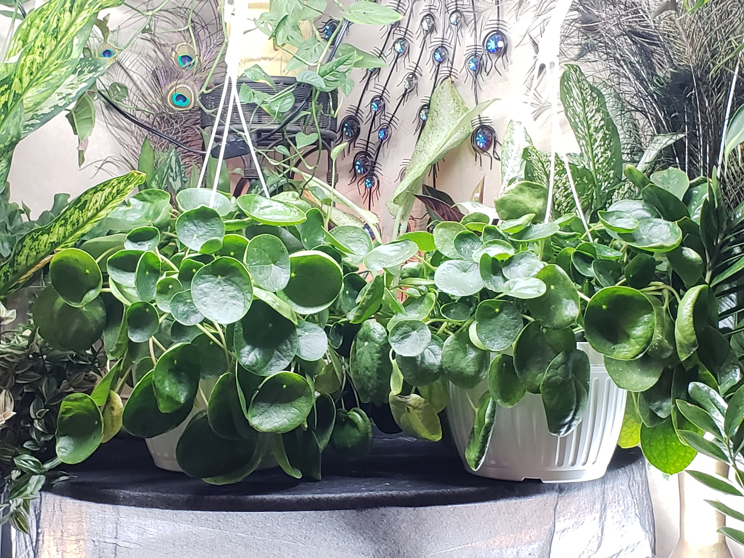 Cutest Baby Chinese Money Plant Pilea Peperomioides