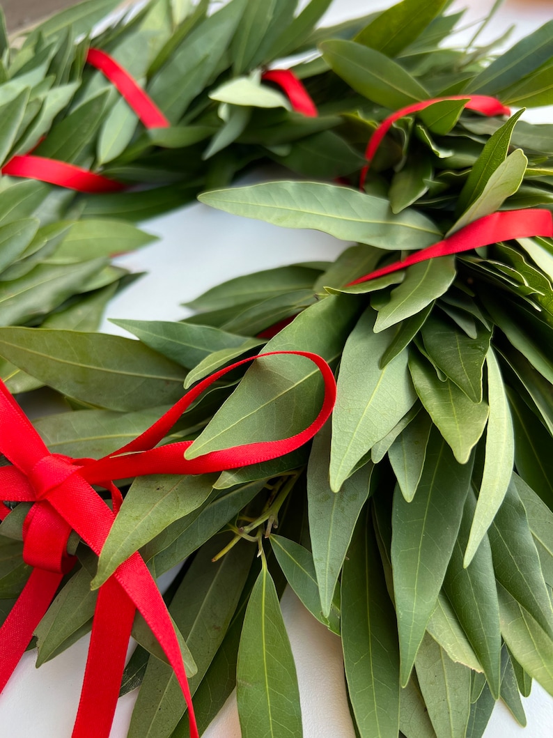 REAL Fresh Laurel Bayleaf Crown Greek Foliage Graduation red ribbon headpiece Italian Corona di Alloro College University Gift, Graduation. image 3