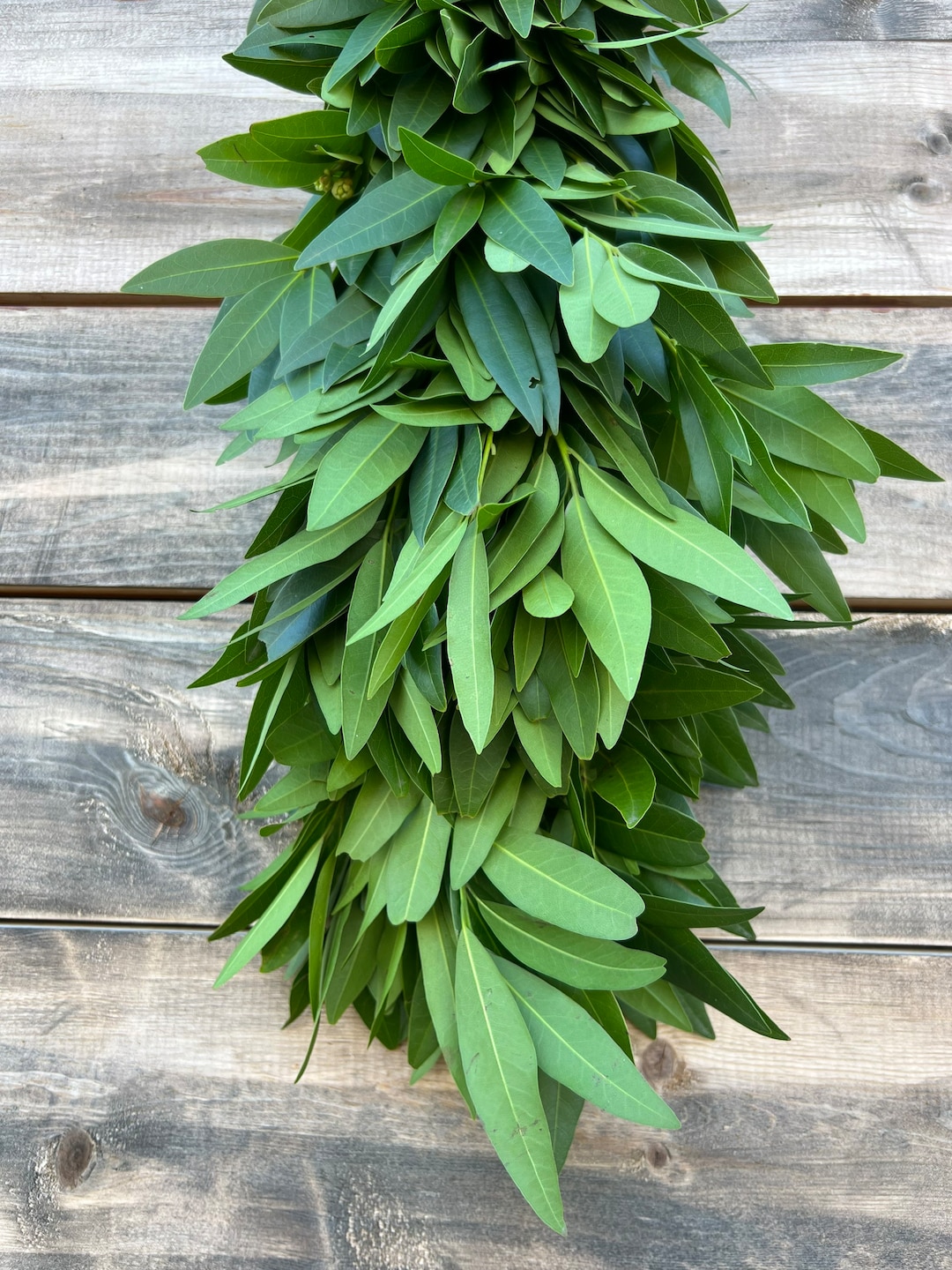 Fresh Bayleaf Laurel Garland, Table Runner, Centerpiece, Aromatic