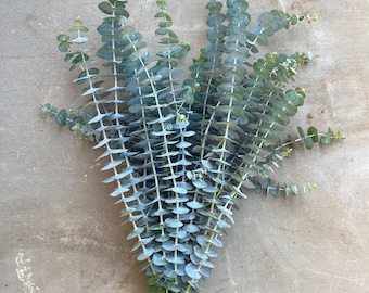 LARGE Fresh Aromatic Baby Blue Eucalyptus Dollar-Shower & Home Decor | Aromatic | Essential Oil | Wedding | Summer | Mother's Day