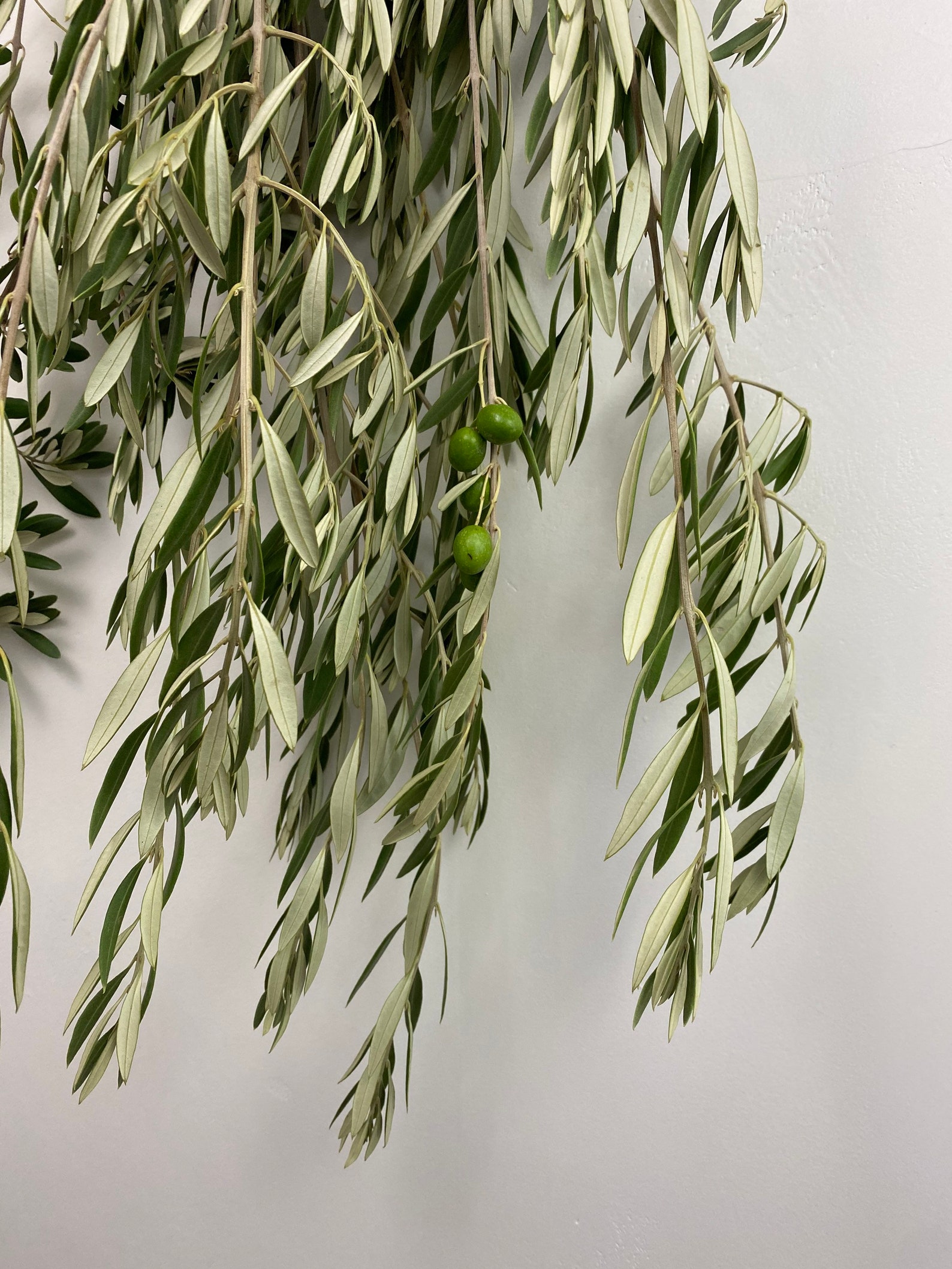 Fresh olive branches perfect for home decor olive tree bundle Etsy