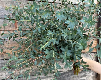 FRESH Parvifolia Eucalyptus Bundle  — Decorative Greenery | Aromatherapy | Centerpiece | Wedding Party | Home Decor | Summer