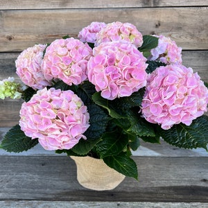 Pink Hydrangea One Gallon Plant Outdoor Decoration, Garden Decor Spring, Summer, Sympathy Gift, Mothers Dat, Graduation, Birthday,.